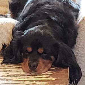 Meet your Posher, Lee